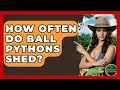 How Often Do Ball Pythons Shed - Reptilian Wonders