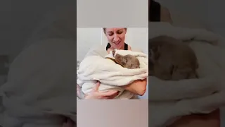 Buddy joins the Sailing Pickle Family