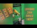 Download Lagu Masteran Lovebird Ngekek 1 Menit Up, cocok untuk paud, murai, Kacer, Cucak Ijo dan ocehan lainnnya