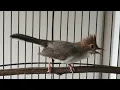 Download Lagu Burung Cucak jenggot mini full tembakan rapat ( Yuhina)
