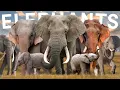 All 3 Elephant Species (One Critically Endangered)