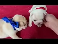 Kaigan Kennels Movie Monday 2-12-2024 Trudie