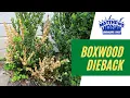 Boxwood Dieback