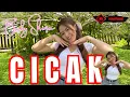 Download Lagu Cicak cover BY baby shima 