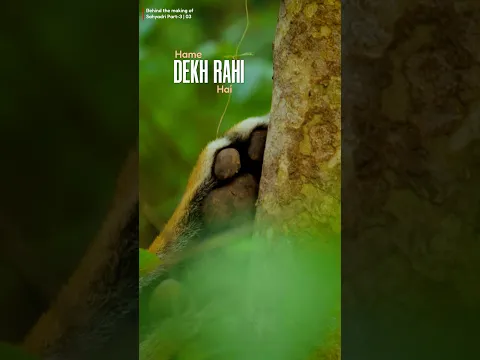 Kya Chanda tigress hamare ass pass thi?🐅