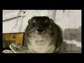 Hyrax Pops \u0026 Squeaks - They Don't Just Awawa \u0026 Scream - Squiggy made 2 noises you may not have heard