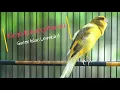 Download Lagu Suara Burung Kenari Isian Lovebird
