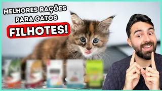 AS MELHORES RAÇÕES PARA GATOS FILHOTES (2024)