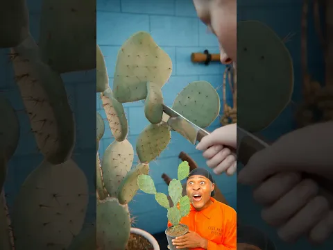 Making Cactus Taco @zackdfilms