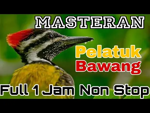 Download MP3 Masteran Pelatuk Bawang[Full 1 Jam Non Stop]‼️ @rmbfchannel