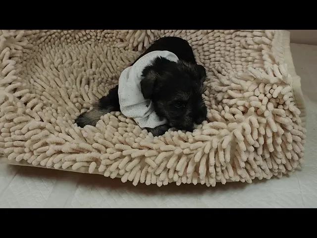 動画