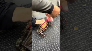 Tying up Giant Mudcrabs 🦀