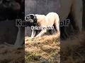 Lagu #kangal  vs #wolf