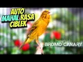 Lagu KENARI ISIAN CIBLEK❗Masteran Pembikin Burung BAHAN Anda Jadi MAHAL