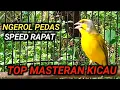 Download Lagu Mozambik Gacor Ngerol Panjang Speed Rapat COCOK UNTUK MASTERAN.