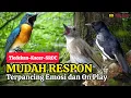 Download Lagu TERBUKTI AMPUH, MERANGSANG EMOSI TLEDEKAN GUNUNG, SRDC DAN KACER