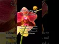 Download Lagu Ash-hadu an la ilaha illallah wa ash-hadu anna Muhammadan ‘abduhu wa rasuluhu
