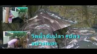 ปลาดุกอุยในน้ำประปา ชื่อวิทยาศาสตร์: Clarias #นายดำทำไปเรื่อย