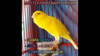 Download SUARA MASTERAN KENARI JERNIH DENGAN JEDA DAN TERAPI AIR #KENARI #MURAI_BATU MP3