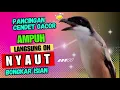 Download Lagu burung cendet gacor BONGKAR ISIAN untuk PANCINGAN bikin CENDET RAJIN BUNYI