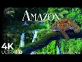 Download Lagu Amazon Rainforest in 4K • Our Planet \u0026 Beautiful Relaxing Music, Stress relief by Relaxation Film