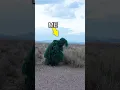 How Long Can You Live at Area 51