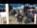 Download Lagu Bersama PDP GOIB Grup di acara LATBER di Pamidangan CIUNG WANARA PDP KENCANA MUDA