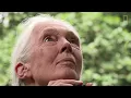 National Geographic Tribute to Dr Jane Goodall