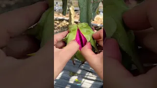 فاكهة التنين من أجمل واطيب الفواكه 