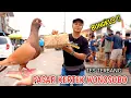 Download Lagu HUNTING MERPATI GIRINGAN DI PASAR KERTEK WONOSOBO ADA WARNA GAMBIR CAKEP PAKAI RING 