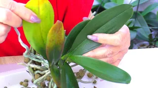 the orchid is dying but im saving the little one im separating it and repotting it in fresh soil