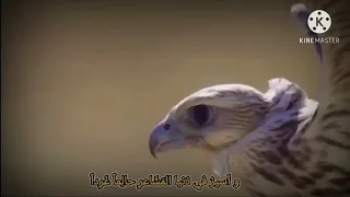 سأعيش رغم الداء والأعداء كالنسر فوق القمة الشماء   أسامة العيسى   دندنها