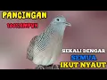Lagu Perkutut Lokal Gacor Suara Besar Cocok Untuk Pancingan Burung Perkutut Agar Bunyi