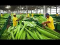 Lagu How Aloe Vera Gel is Made on a MASSIVE Scale! Aloe Vera Gel Production Process (full process)