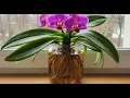 Download Lagu This Water 100 times stronger than garlic! Even the weakest orchid becomes strong and blooms