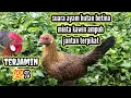 Download Lagu suara ayam hutan betina ampuh💯% jantan mendekat