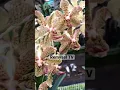 Download Lagu Vanda hybrids, orchid flower, Most beautiful orchid flower,
