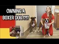 Owning a Boxer Dog What you need to know