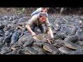 Download Lagu Catching 1000+ Huge Catfish \u0026 Carp by Hand in Giant Fish Pond to Sell at the Market with my Kids