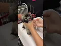 Puppy vaccines