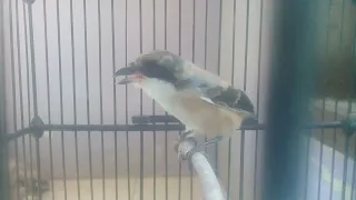 suara cendet terancam pancingan cendet agar berbunyi