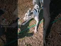 playing around eith our Great Dane Ivey and our Corgis