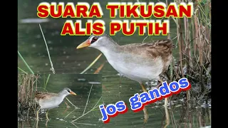 Download Suara pikat tikusan alis putih MP3