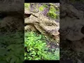 Download Lagu Omg A Dead T-Rex 🦖 #shorts #dinosaur