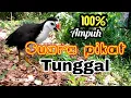 Download Lagu SUARA PIKAT RUAK RUAK TUNGGAL AMPUH 100% PASTI DATANG