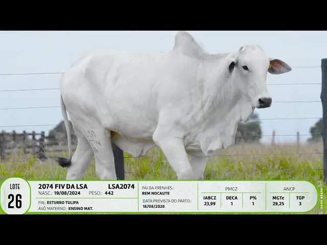Novilha Nelore LSA - 2074
