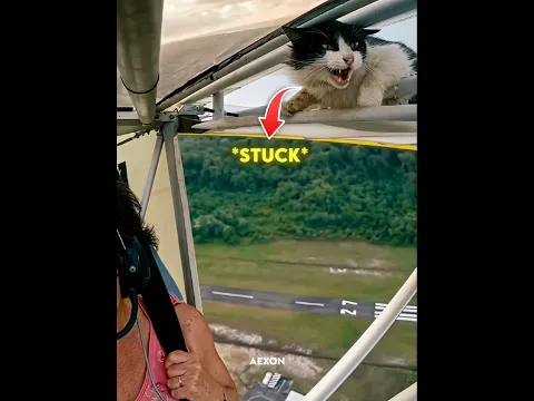 Cat first time flying! 🤍 #kindness #humanity #shorts #viralvideo