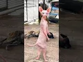 Download Lagu GATO DANÇANDO 😂😂😂#shorts #funny