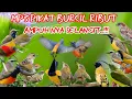 Download Lagu suara pikat burcil ribut paling ampuh 100% langsung nyamber