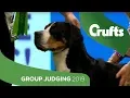 Working Group Judging And Presentation Crufts 2019
